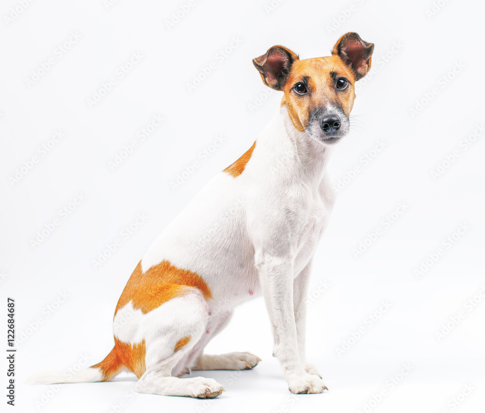 smooth haired fox terrier on a white background smooth haired fox terrier on a white background