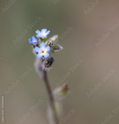 Macrophotographie d'une fleur sauvage: Myosotis a petites fleurs (Myosotis minutiflora) photo