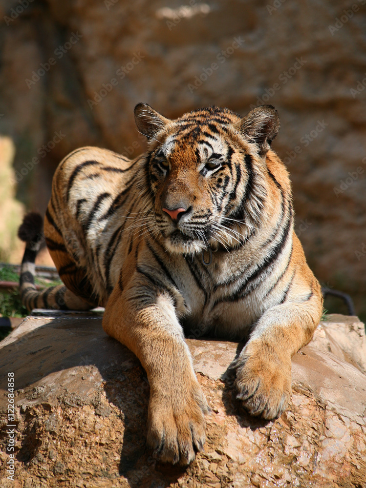 Obraz premium Portrait of the big tiger, Thailand