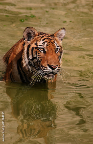 Big tiger swims in the lake on a hot day  Thailand