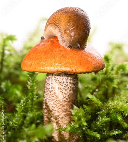 Mushroom among a moss with a slug on a hat