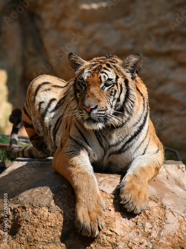 Portrait of the big tiger  Thailand