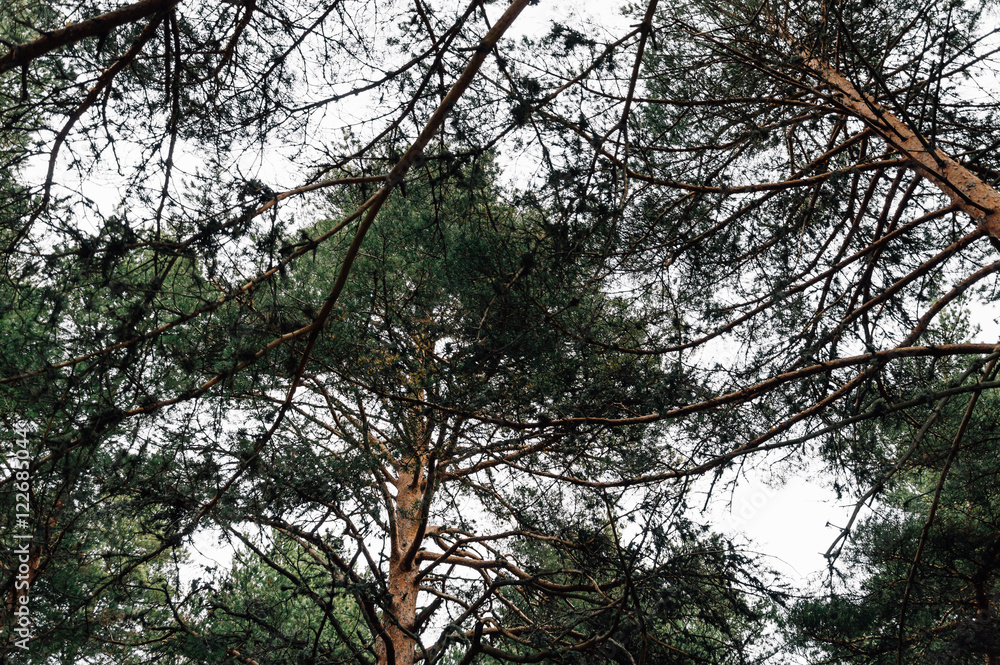 Pine forest a cloudy day. Low angle view of branches Pine forest a cloudy day. Low angle view of branches