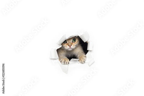 Fototapeta Naklejka Na Ścianę i Meble -  Funny cat peeking out of torn paper isolated on white background