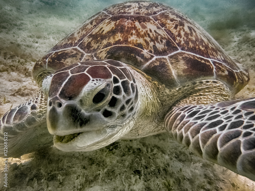 Fototapeta premium Green sea turtle