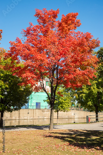 Sugar maple tree in autumn colors in Montreal, Canada