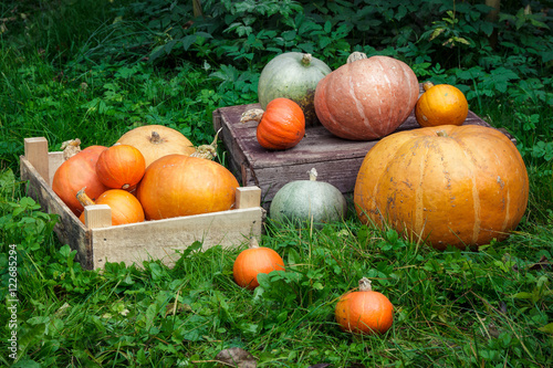 Pumpkins lying in a grass in the garden, autumn harvest
