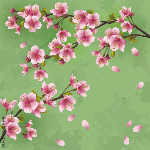 Vintage background with Japanese cherry tree sakura