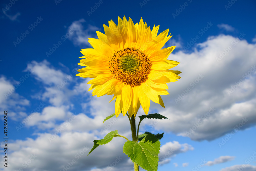 Blooming sunflower in the blue sky background Blooming sunflower in the blue sky background