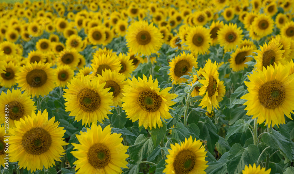 Blooming sunflower in the blue sky background Blooming sunflower in the blue sky background