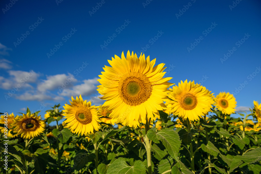 Blooming sunflower in the blue sky background Blooming sunflower in the blue sky background