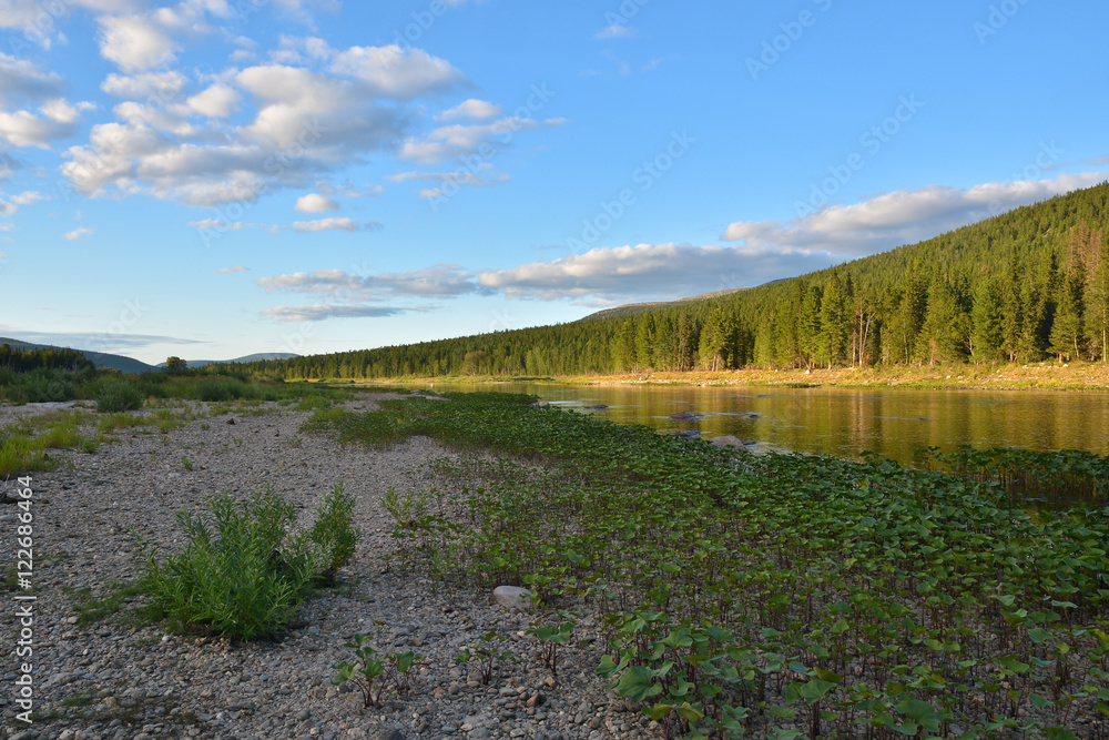 Virgin Komi forests, the river Shchugor.