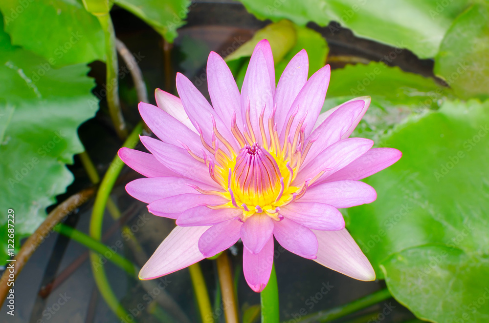 A beautiful pink waterlily or lotus flower in pond A beautiful pink waterlily or lotus flower in pond