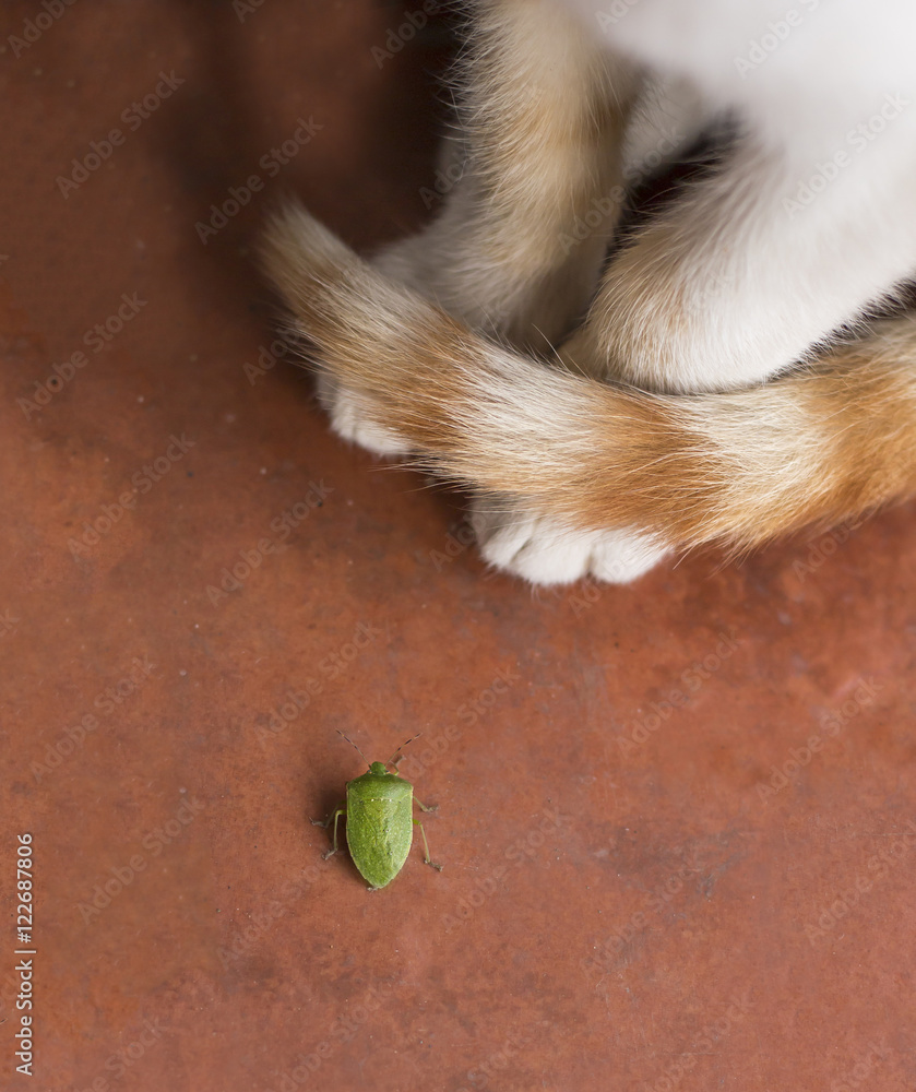 Green stink bug and cat Green stink bug and cat