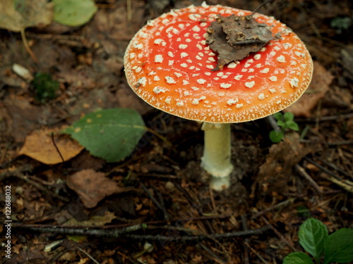 Red amanita in the forest 