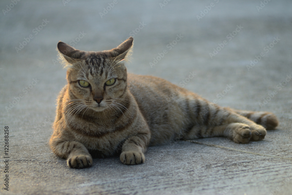 Cat lying on a floor