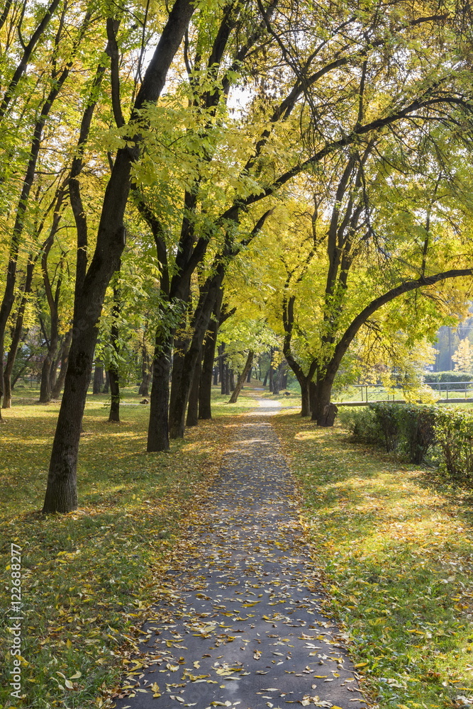 Yellow foliage in the autumn park
