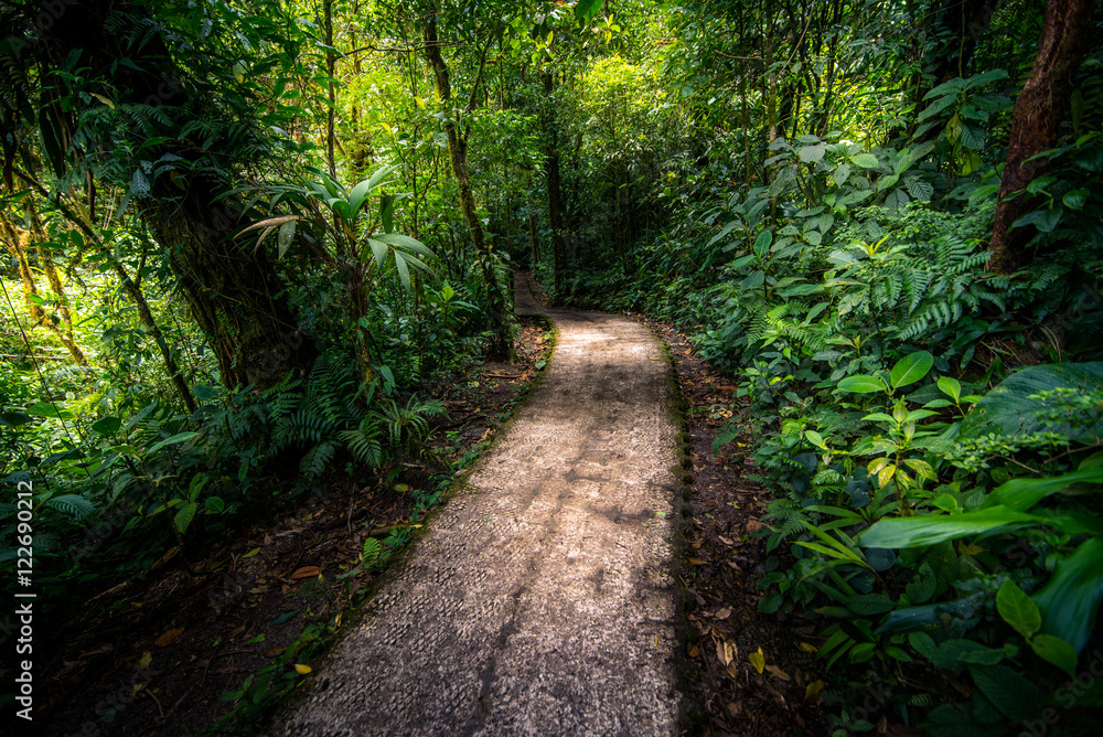 Jungle path