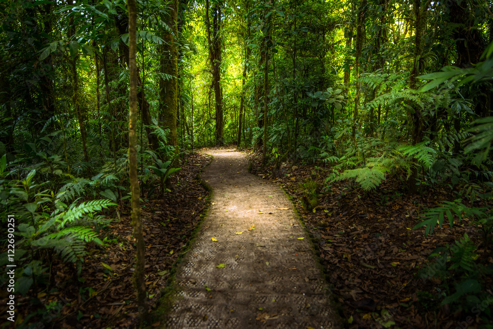 Naklejka premium Jungle path
