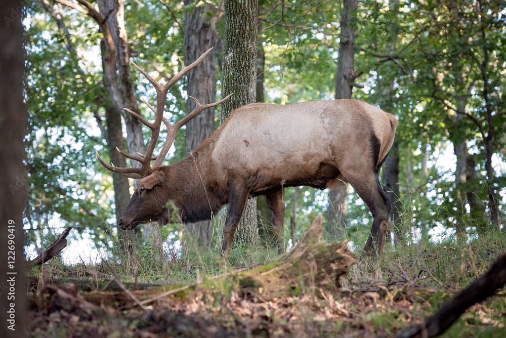 Bull Elk