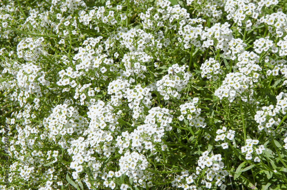 Maritima Lobularia small white flowers with four petals Maritima Lobularia small white flowers with four petals