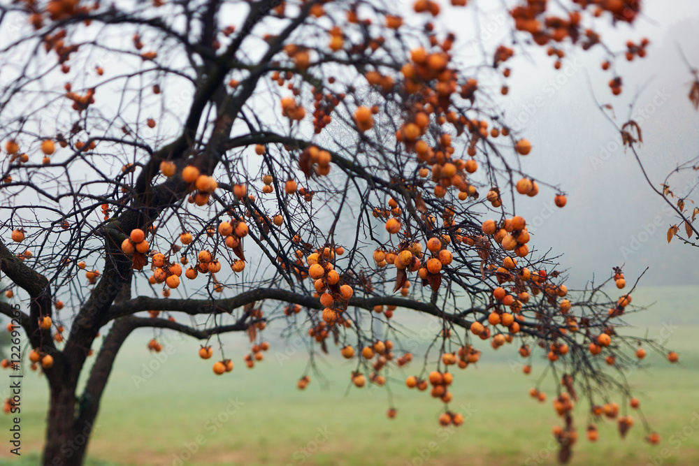 Beautiful persimmon tree intentionally blurred Beautiful persimmon tree intentionally blurred