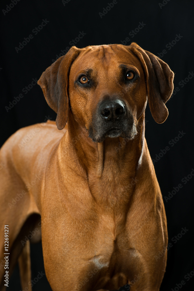 Rhodesian Ridgeback