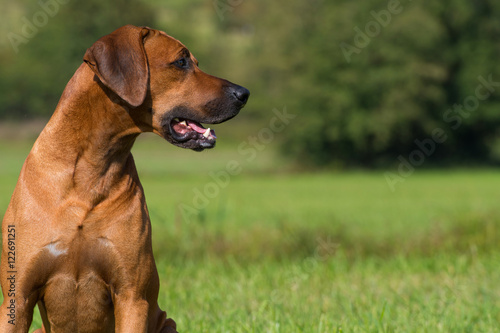 Fototapeta Naklejka Na Ścianę i Meble -  Sitzender Rhodesian Ridgeback