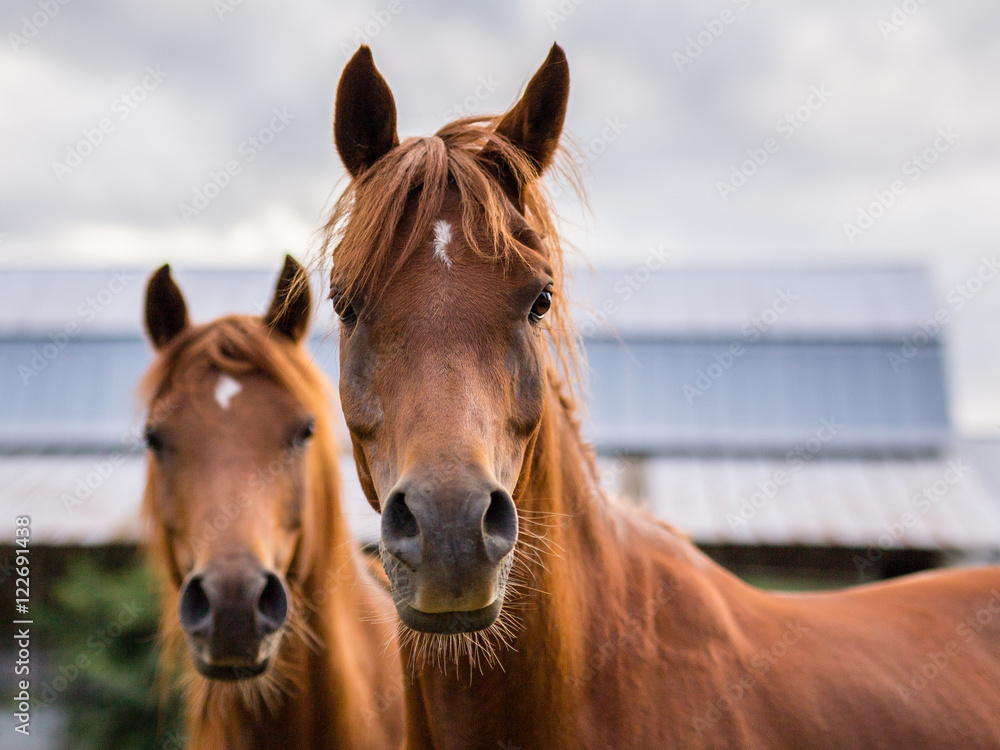 Naklejka premium Horses