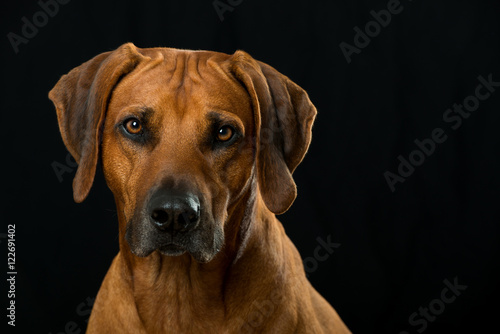 Fototapeta Naklejka Na Ścianę i Meble -  Rhodesian Ridgeback Portrait