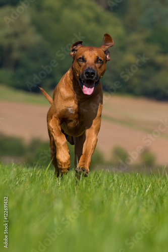 Rennender Rhodesian Ridgeback