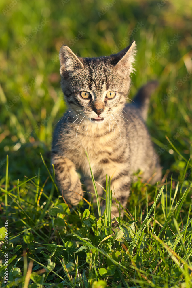 Ten weeks old tiger (tabby) kitten playing in grass in the late afternoon sun 