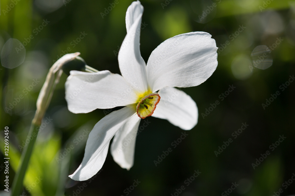 Macrophotographie d'une fleur sauvage: Narcisse des poetes (Narcissus poeticus) Macrophotographie d'une fleur sauvage: Narcisse des poetes (Narcissus poeticus)