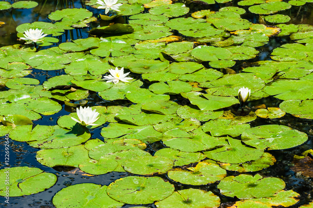 Green lily pads and white flowers on pond. Green lily pads and white flowers on pond.