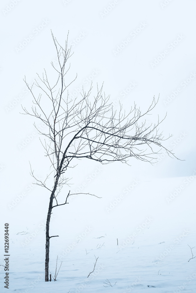 Obraz premium 冬の風景