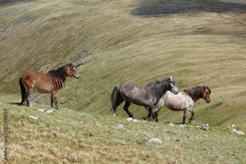 Wild Welsh Mountain Ponies in Snowdonia, Wales, UK