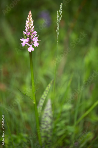 Wallpaper Mural Macrophotographie d'une fleur sauvage: Orchis de Fuchs (Dactylorhiza fuchsii) Torontodigital.ca