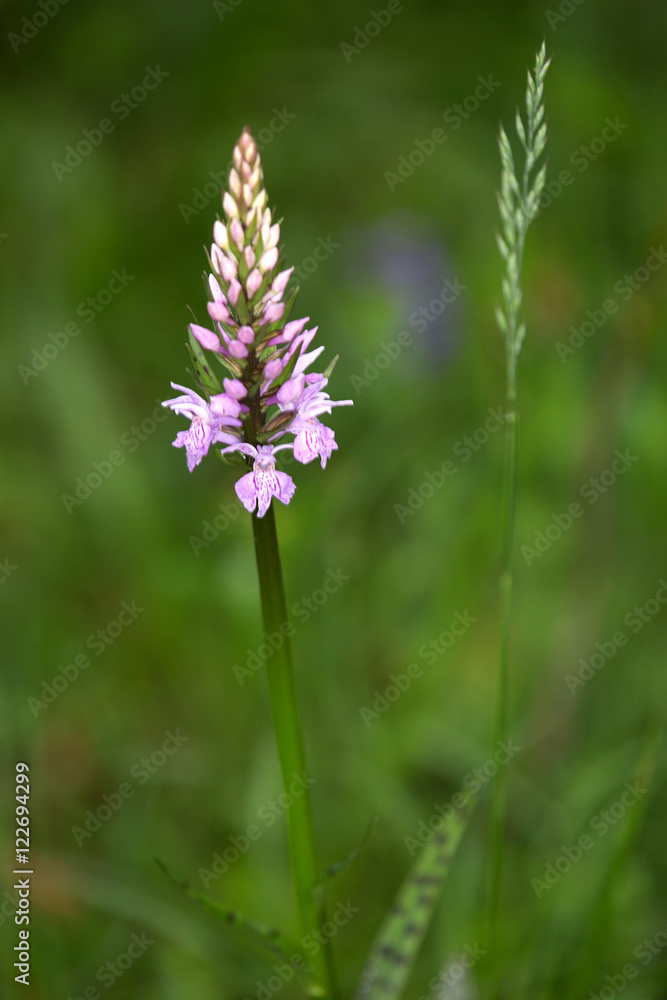 Macrophotographie d'une fleur sauvage: Orchis de Fuchs (Dactylorhiza fuchsii) Macrophotographie d'une fleur sauvage: Orchis de Fuchs (Dactylorhiza fuchsii)