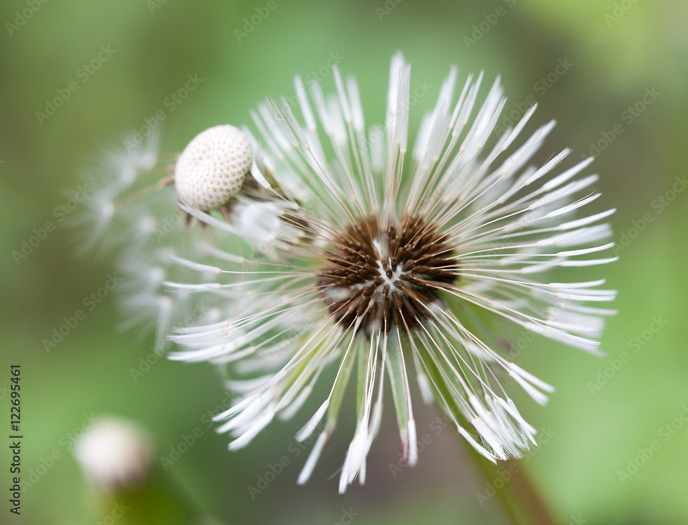 Macrophotographie d'une fleur sauvage: Pappus de pissenlit Macrophotographie d'une fleur sauvage: Pappus de pissenlit