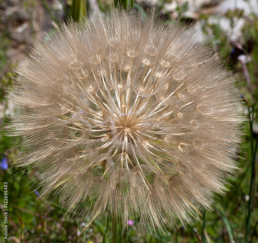Fototapeta premium Macrophotographie d'une fleur sauvage: Pappus de pissenlit