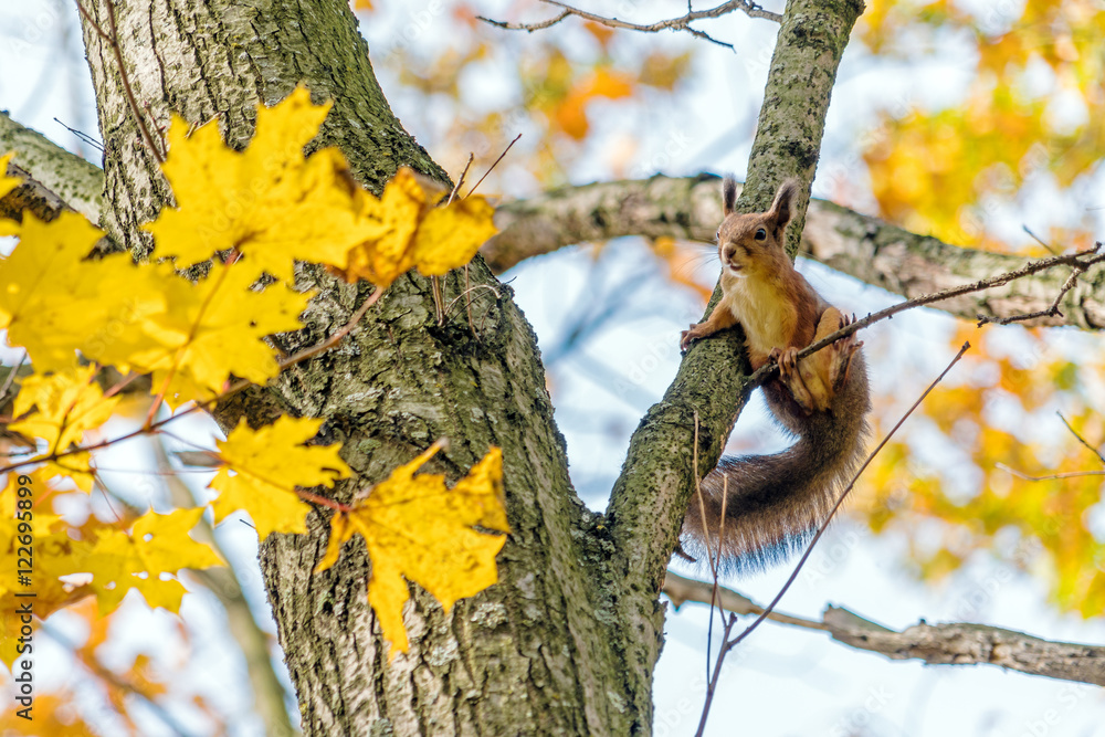 Cute little squirrel on an maple tree