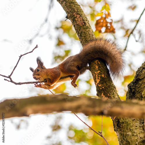 Cute little squirrel on an maple tree © Rostislav Ageev