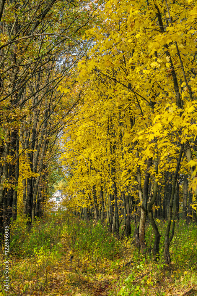 Autumn landscape with maple forest and fallen leaves