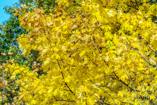 Autumn background with bright yellow maple leaves