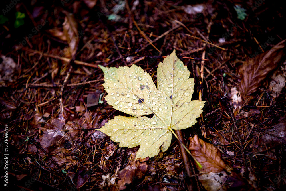 maple autumn leaf with water drops maple autumn leaf with water drops