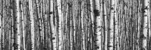 Fototapeta samoprzylepna Stojak Tamarack