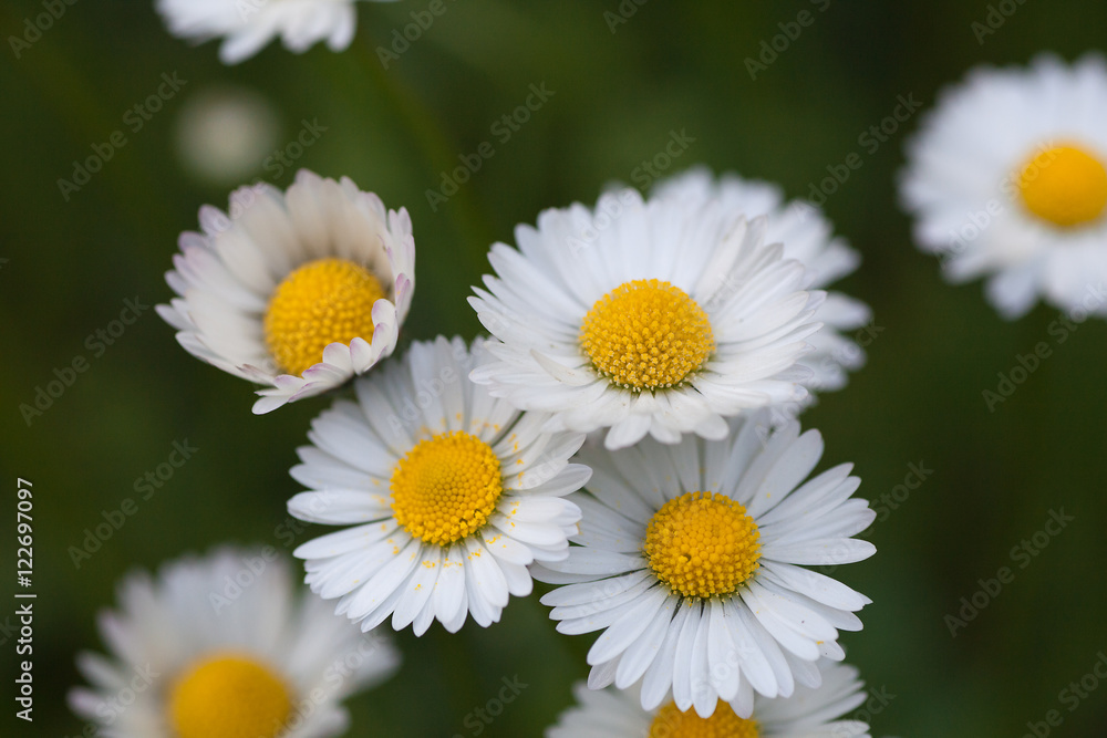 Fototapeta premium Macrophotographie d'une fleur sauvage: Paquerette annuelle (Bellis annua)