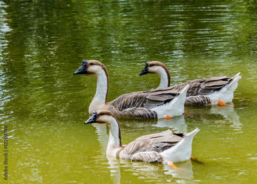 Fototapeta premium Grey Goose swimming in a large pond.