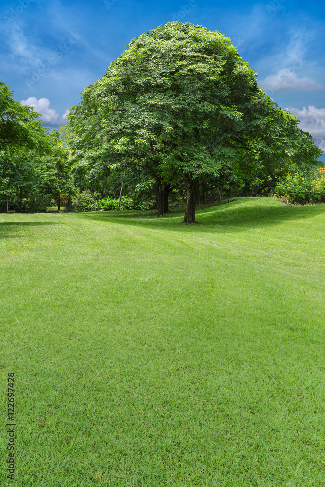 trees and green lawn  in park