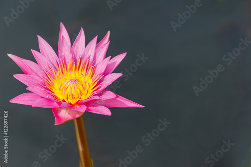 blossom lotus flower focus on flower